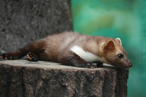 Камінь милий (ремінь) Камінь милий (ремінь)